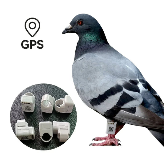 Suivez vos pigeons voyageurs en temps réel grâce à ces bagues GPS révolutionnaires !