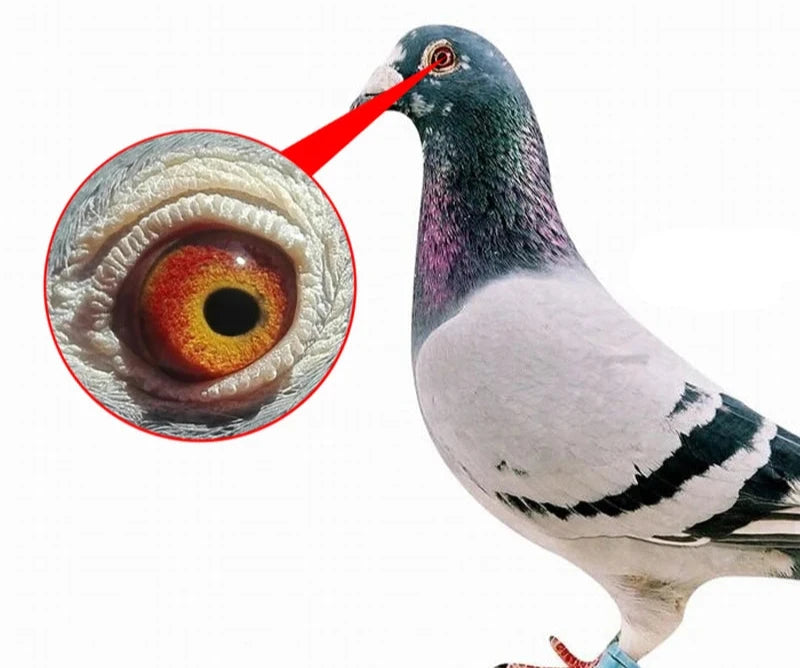 Professional Pigeon Magnifier 25x