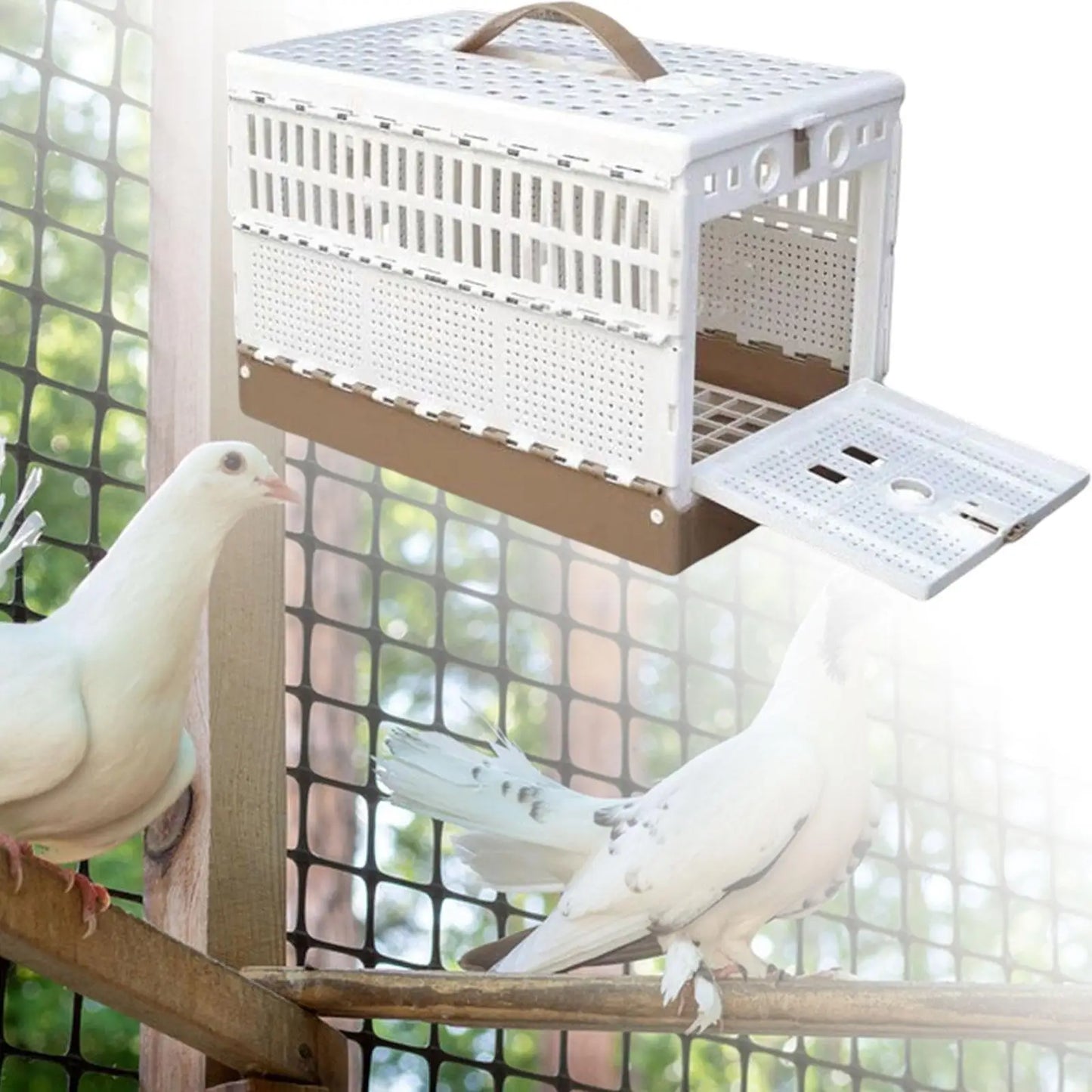 Cage de entrainement pliable, fournitures pour pigeons