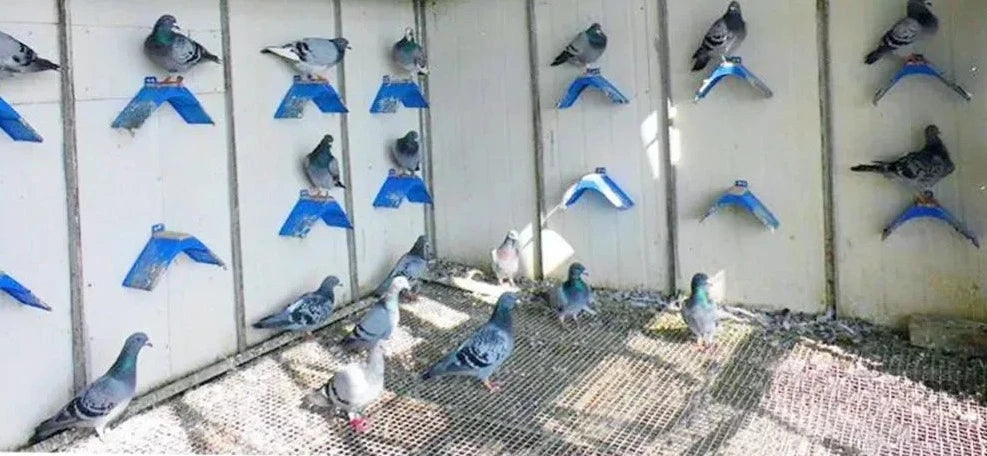 Perchoirs pour Pigeons - Offrez à Vos Volatiles un Espace Confortable et Sécurisé !