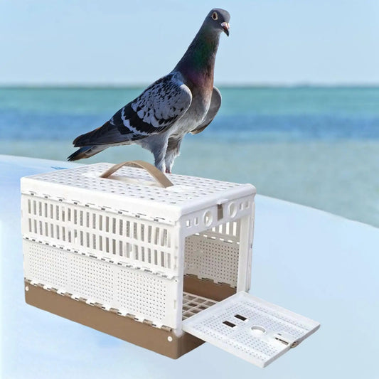 Cage de entrainement pliable, fournitures pour pigeons