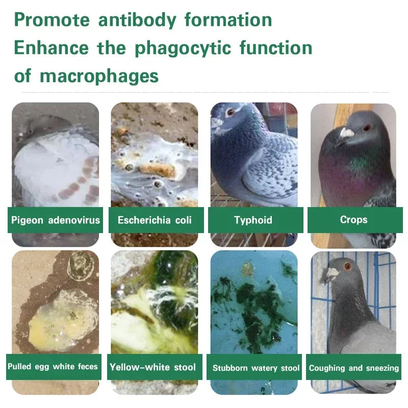 ¿Diarrea verde, salmonella y E. coli? ¡Este tratamiento para palomas es la solución!