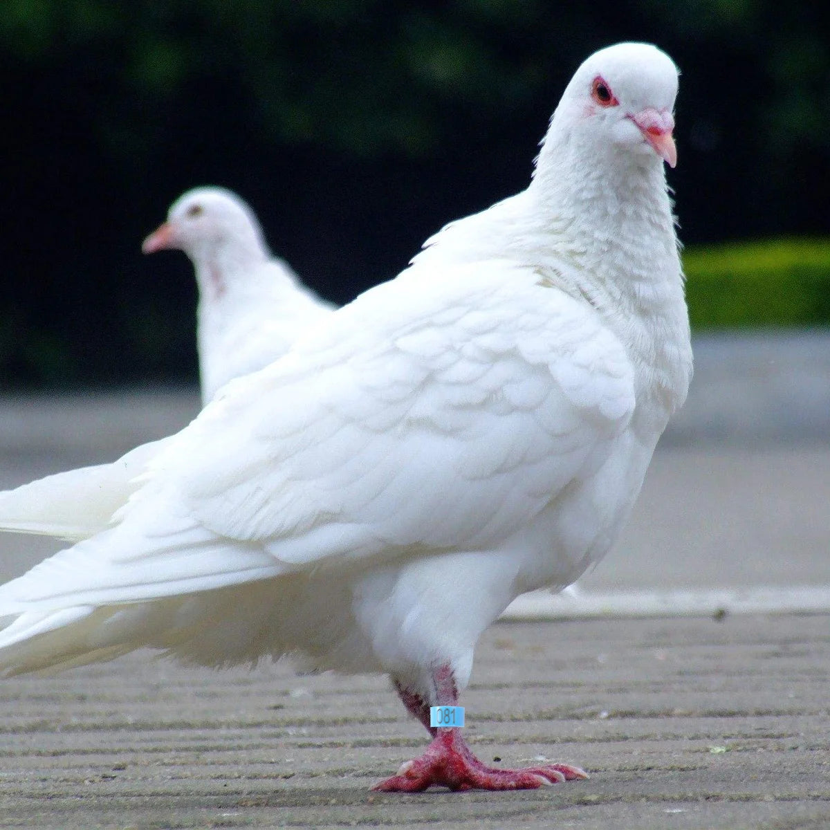 Bandas de identificación para palomas y pájaros - 100 piezas numeradas para un fácil manejo