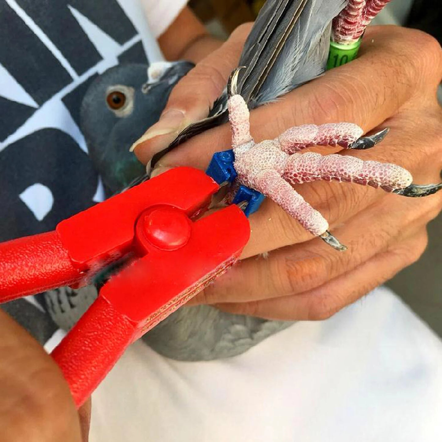 Professional Pigeon Electronic Ring Pliers - Remove Rings Easily and Safely!