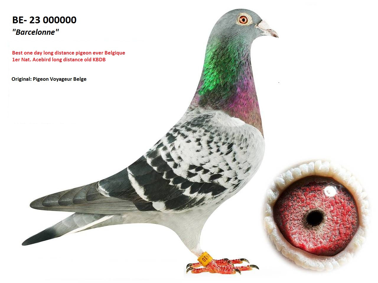 PIGEON SALES