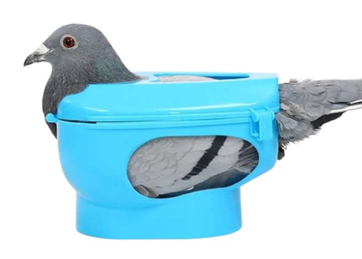 Facilitez le soin de vos pigeons avec ce support en plastique ingénieux !